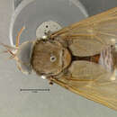 Image of Fidena flavipennis Krober 1931