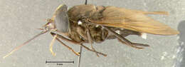 Image of Fidena flavipennis Krober 1931