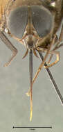 Image of Fidena flavipennis Krober 1931