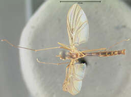 Image of Macrocera nobilis Johnson 1922