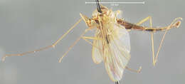 Image of Macrocera nobilis Johnson 1922