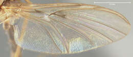 Image of Macrocera nobilis Johnson 1922