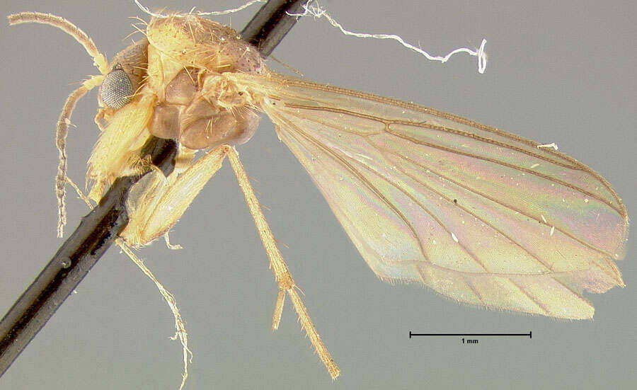 Image of Trichonta cincta Johannsen 1912