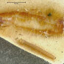Image of <i>Xylophagus abdominalis</i>
