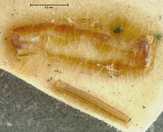 Image of <i>Xylophagus abdominalis</i>