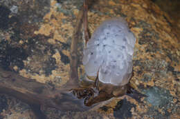 Image of Spotted Salamander