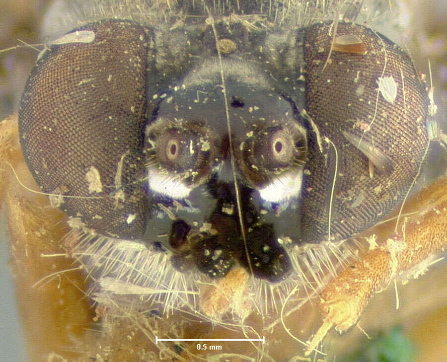 Image of <i>Xylophagus abdominalis</i>