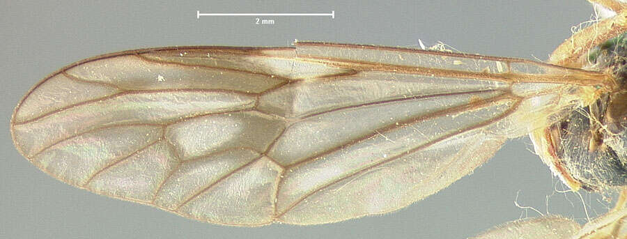 Image of <i>Xylophagus abdominalis</i>