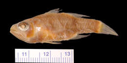 Image of Barred Cardinalfish