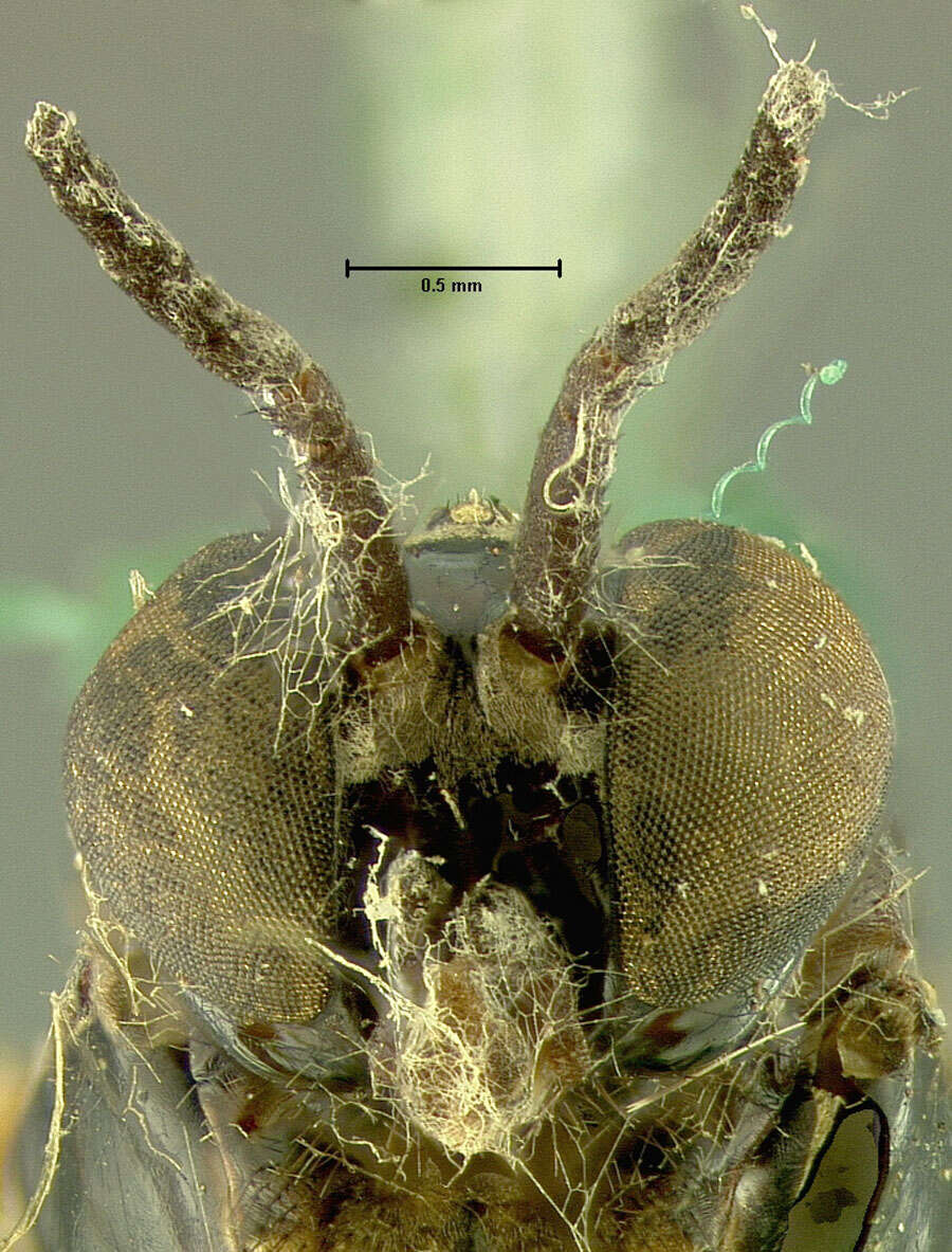 Image of Xylophagus rufipes Loew 1869