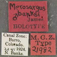Image of Merosargus banksi James 1936