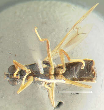 Image of Analcocerus