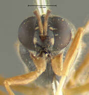 Image of Analcocerus taurus James 1943
