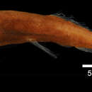Image of Astronesthes lucibucca Parin & Borodulina 1996