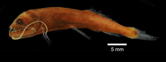 Image of Astronesthes lucibucca Parin & Borodulina 1996