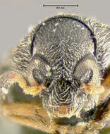 صورة Sennius cruentatus (Horn 1873)