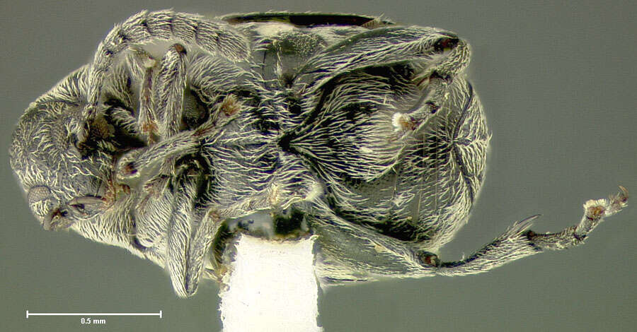 Acanthoscelides pedicularius (Sharp 1885)的圖片