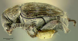 Image of Acanthoscelides pullus (Fall 1910)