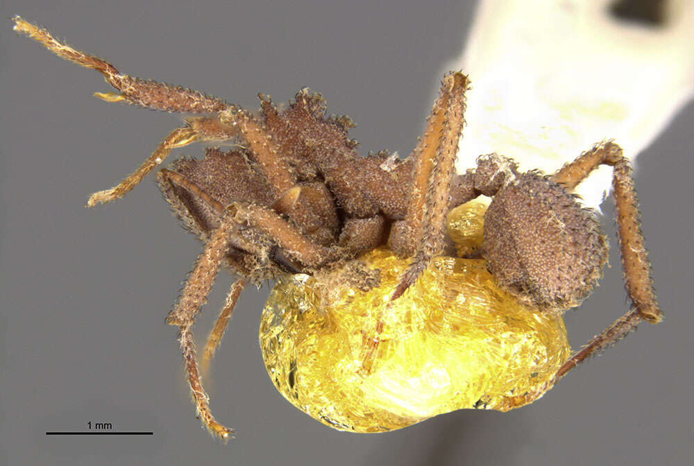 Image of Trachymyrmex zeteki Weber 1940