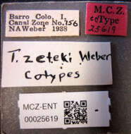 Image of Trachymyrmex zeteki Weber 1940