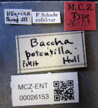 Image of <i>Baccha potentilla</i> Hull 1942