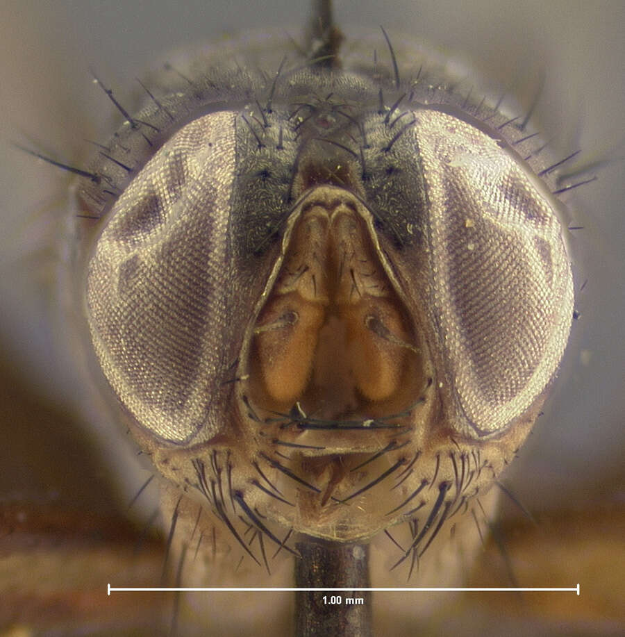 صورة Catharosia frontalis (Smith 1917)