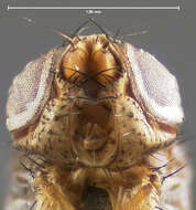 صورة Catharosia frontalis (Smith 1917)