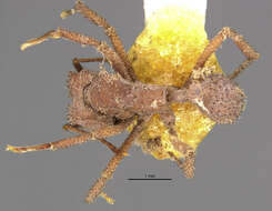 Image of Trachymyrmex zeteki Weber 1940