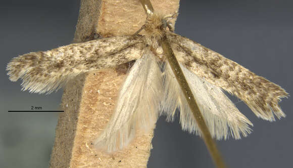 Image of Brown-dotted Clothes Moth