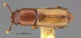 Image of small flattened bark beetles