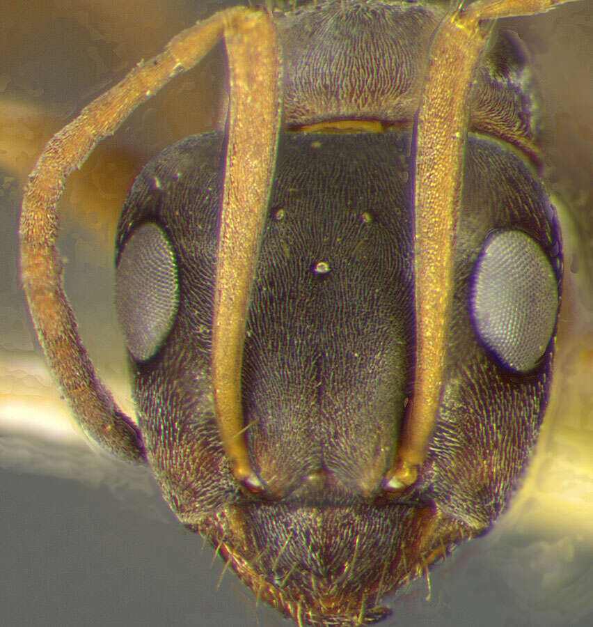 Image of Formica altipetens Wheeler 1913