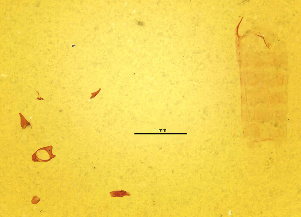 Image of Zimmermannia obrutella (Zeller 1873) van Nieukerken et al. 2016
