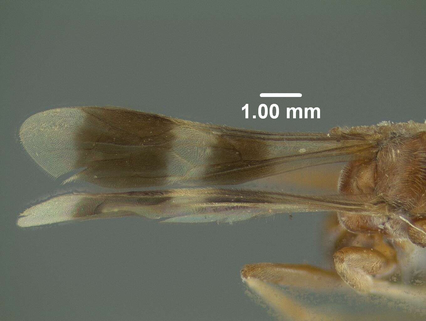 Image de Epipompilus nigribasis (Banks 1925)