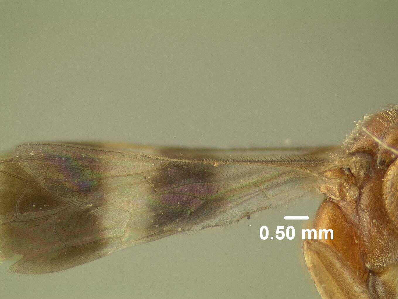 Image de Epipompilus nigribasis (Banks 1925)