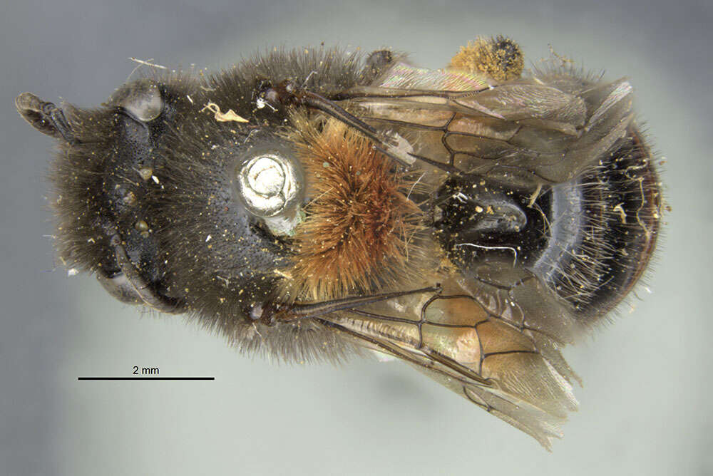 Image of Colletes patagonicus Schrottky 1907