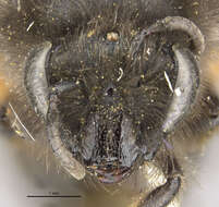 Image of Colletes patagonicus Schrottky 1907