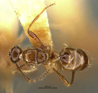 Image of Pheidole acutidens (Santschi 1922)