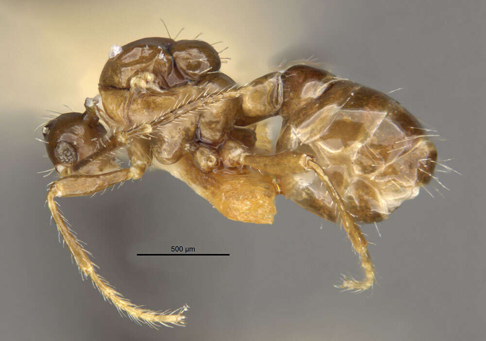 Image of Pheidole acutidens (Santschi 1922)