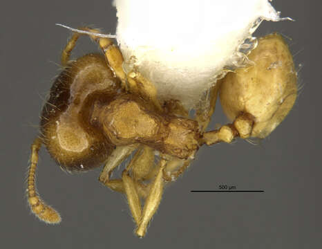 صورة Pheidole nasutoides Hoelldobler & Wilson 1992