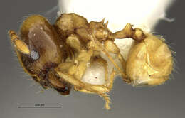 صورة Pheidole nasutoides Hoelldobler & Wilson 1992