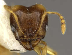 صورة Pheidole nasutoides Hoelldobler & Wilson 1992