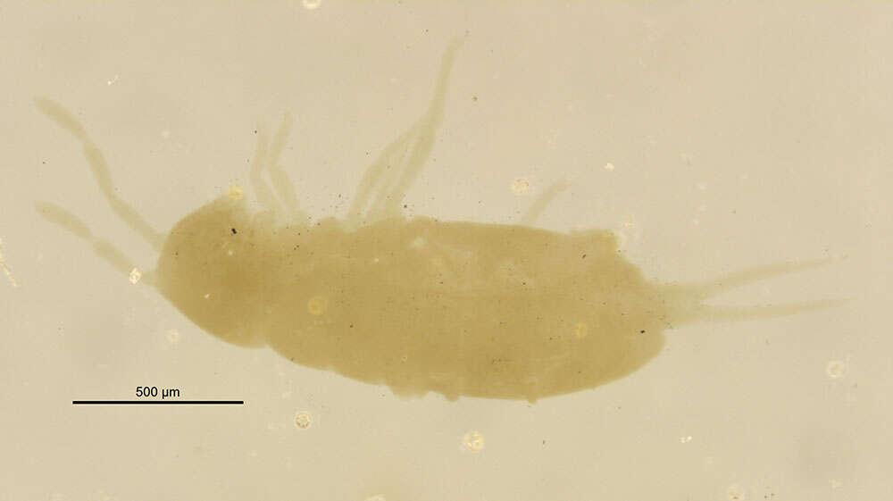 Image of <i>Isotoma nitida</i> Folsom 1899