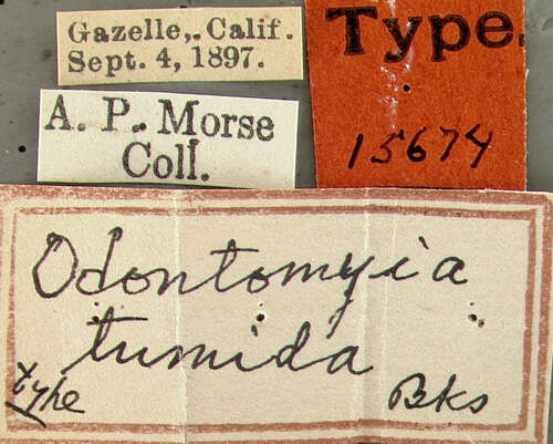 Sivun Odontomyia tumida Banks 1926 kuva