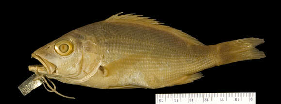 Image of Black Spot Snapper