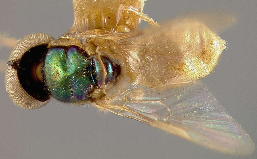 Sivun Microchrysa bicolor (Wiedemann 1830) kuva