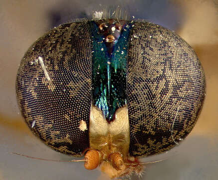 Image of Sargus flavilatus James 1973