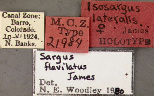 Image of Sargus flavilatus James 1973