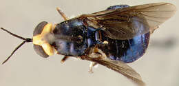 Image of Cyphomyia banksi James 1937
