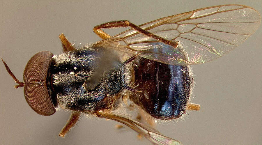 Plancia ëd Cyphomyia brevis James 1940