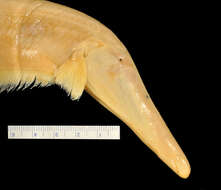 Image of Orthosternarchus tamandua (Boulenger 1898)